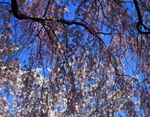 Japanese Cherry, Branch Brook Park, Essex County, NJ (MF).jpg